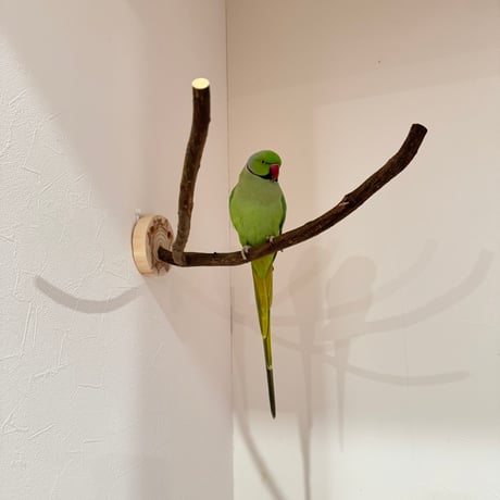 ツタのピノキオの鼻【A】