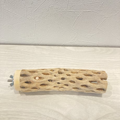 カクタスパーチ⑥  小　直径4cm前後 長さ15cm