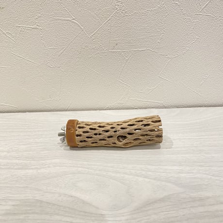 カクタスパーチ⑨ 極小直径2-3cm/10cm