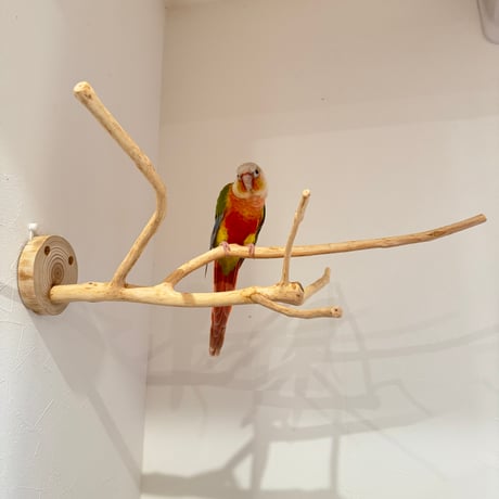 槇（マキ）のピノキオの鼻【自然木の止まり木 インコのおもちゃ】