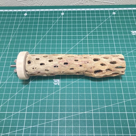 カクタスパーチ③小3-4㎝長さ15㎝