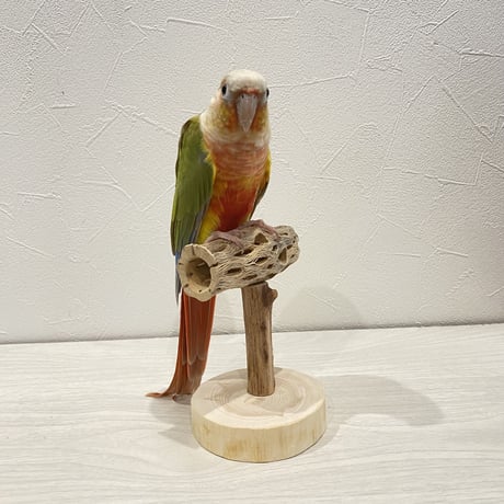 【体重測定用】カクタスのスタンドパーチ⑩  長さ9cm／高さ10cm