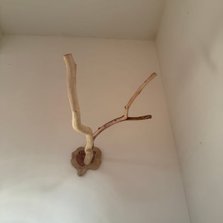 貝塚伊吹のピノキオの鼻 ② 【自然木 止まり木 パーチ】