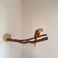 ツタのピノキオの鼻 【インコの止まり木 おもちゃ】
