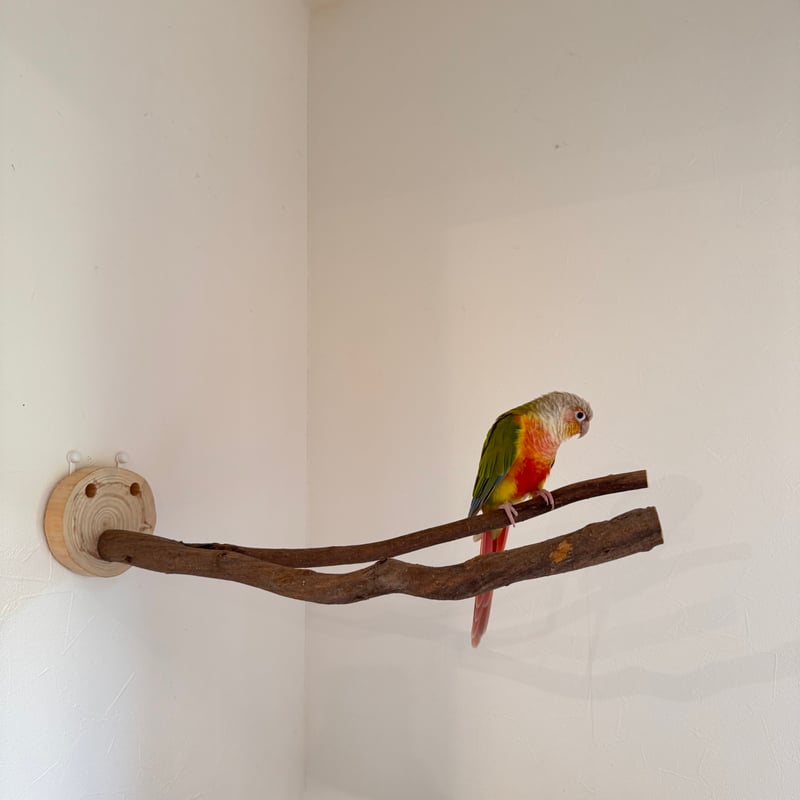 ツタのピノキオの鼻 【インコの止まり木 おもちゃ】 | 自然木の鳥用品