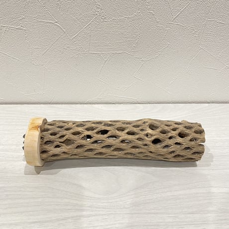 カクタスパーチ②  中直径約5.5cm/20cm
