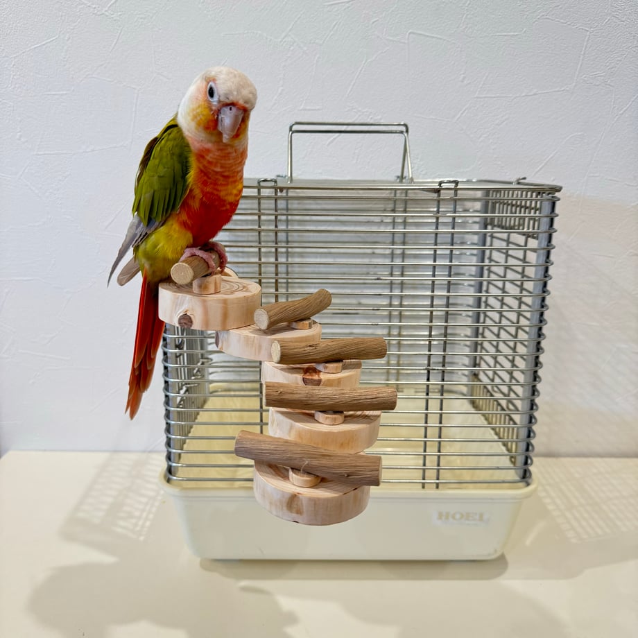 668a5a2c09d6300240e6b900