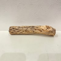 カクタスパーチ⑰ 直径約5cm/長さ25cm