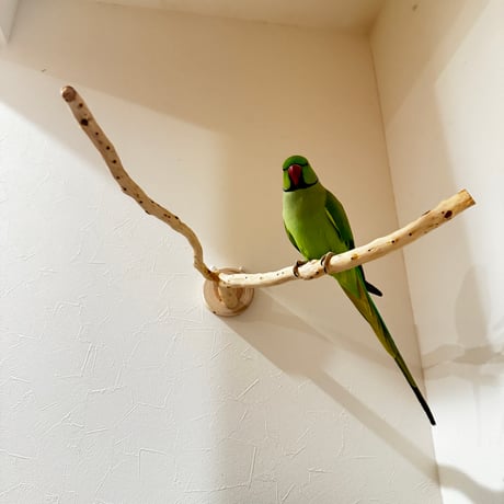 貝塚伊吹のピノキオの鼻② 【インコの止まり木 自然木 天然木】