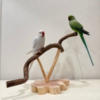ツタの殿様スタンドパーチ 【インコ 天然木 自然木 パーチ 止まり木】