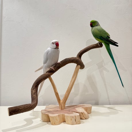 CATEGORY スタンドパーチ | 自然木の鳥用品 鳥豆堂【トリマメドウ