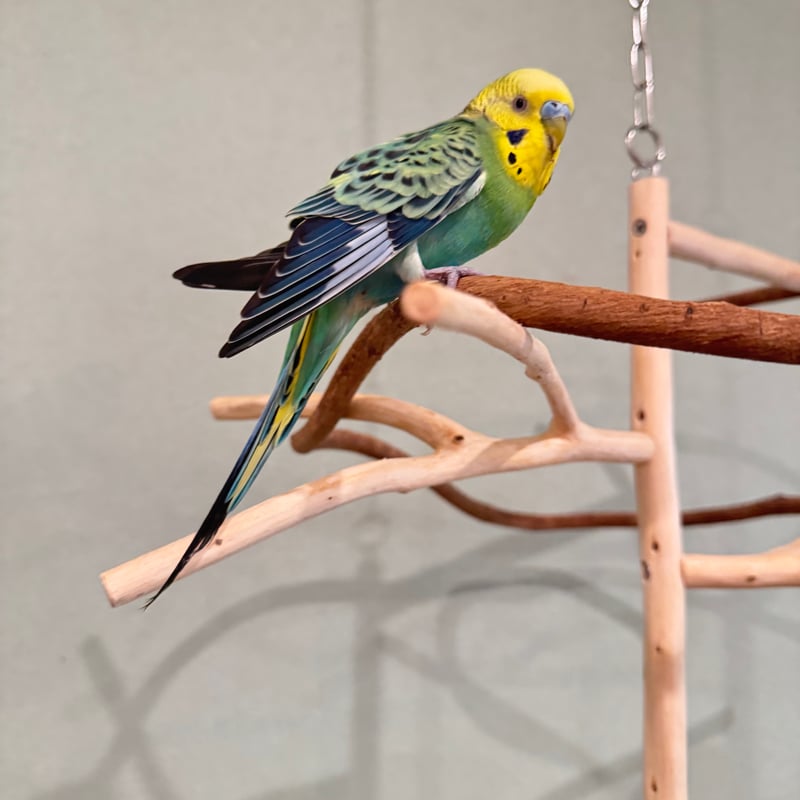 コトリのなる木ミニ ツタのつり下げバードアスレチック【インコ