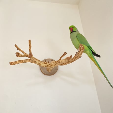 ピノキオの鼻 ④