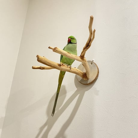 ピノキオの鼻 ②  貝塚伊吹