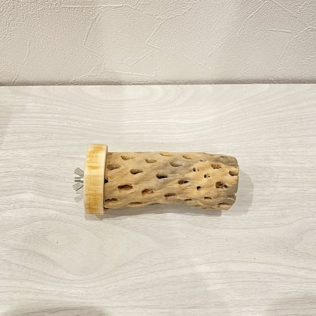 カクタスパーチ⑮ 中直径約5.5cm/11cm
