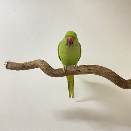 自然木（ツタ）のケージサイズパーチ HOEI465サイズ 直径2.5cm ③