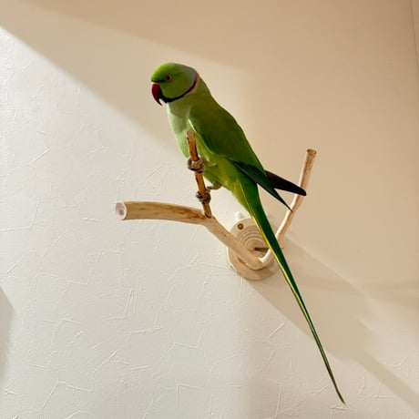 桧のピノキオの鼻 ②