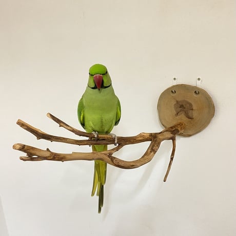 ピノキオの鼻 ④