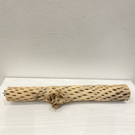ケージサイズカクタスパーチ⑦  中サイズ（直径約5.5cm）HOEI465