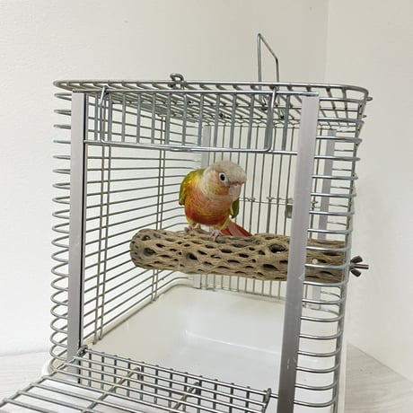 ハートフルキャリーサイズ カクタスパーチ① 小サイズ直径3-4cm