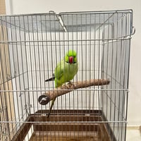 自然木（ツタ）のコーナーパーチ② 【シロハラインコ・ヨウム】とまり木 バンブルフット