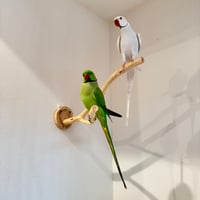 桧のピノキオの鼻②