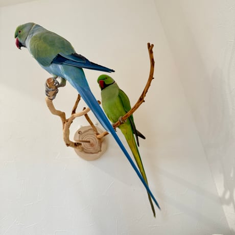 ピノキオの鼻 ⑤お鼻2本