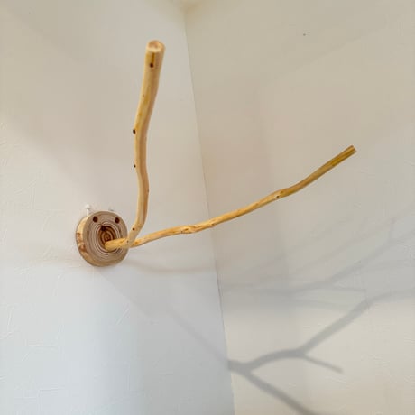 桧のピノキオの鼻①