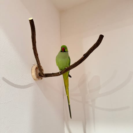 ツタのピノキオの鼻【A】