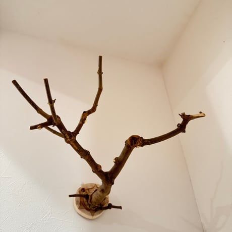 トウカエデのピノキオの鼻【D】