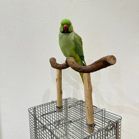 使い方いろいろ 屋上ツタパーチ横35cm 高さ17~20cm