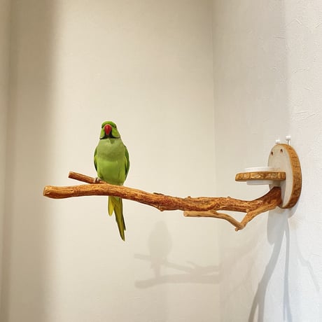 【えみみん様専用】カクタスパーチ小15cm 中20cm