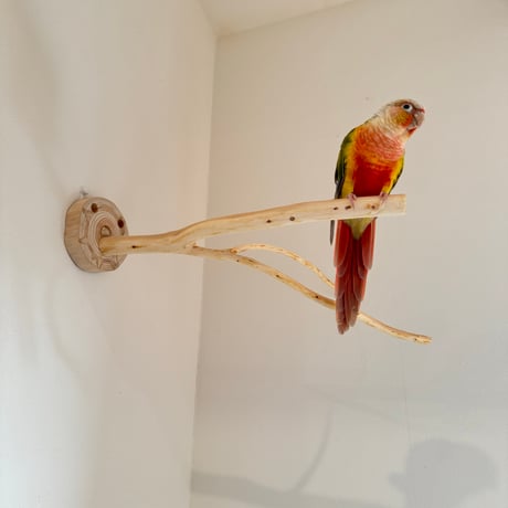 桧のピノキオの鼻 ⑧