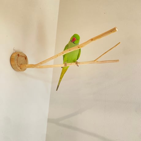 桧のピノキオの鼻 ⑤【インコ・小鳥のおもちゃ　自然木の止まり木】