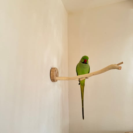 桧のピノキオの鼻①