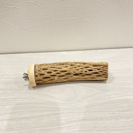 カクタスパーチ【13】小 直径約3-4cm/15cm