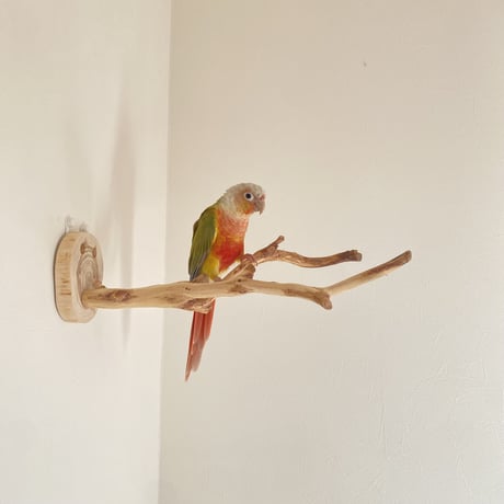 ピノキオの鼻 ②