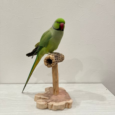 カクタスのスタンドパーチ　パーチ長さ12cm／高さ17cm