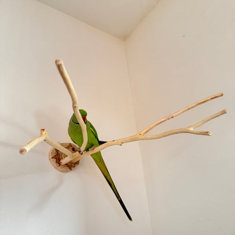 桧のピノキオの鼻① お鼻2本