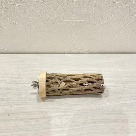 カクタスパーチ【24】小 直径約3-4cm/10cm