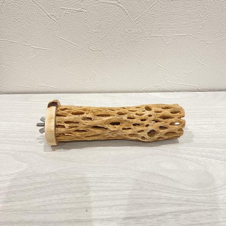 カクタスパーチ⑤  中 直径約5.5cm 長さ15cm