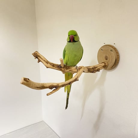 ピノキオの鼻④