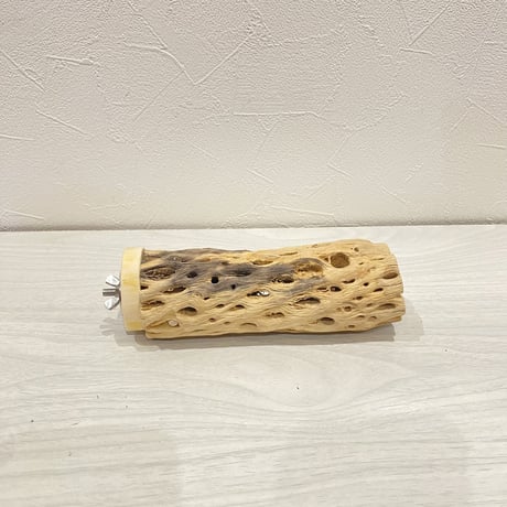 カクタスパーチ【10】中直径約5.5cm/15cm