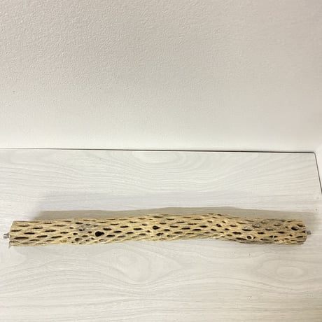 ケージサイズカクタスパーチ⑤ 小サイズ直径3-4cm HOEI465サイズ