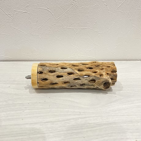 カクタスパーチ【4】中直径約5.5cm/15cm