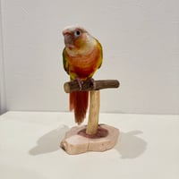 ツタのスタンドパーチ【体重測定用】D｜自然木の止まり木 インコの健康管理に