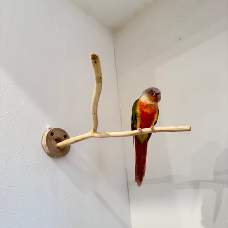 桧のピノキオの鼻④