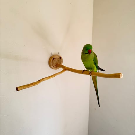 桧のピノキオの鼻 ①