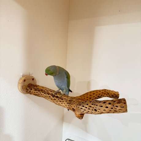 幻のピノキオの鼻【カクタスパーチ】