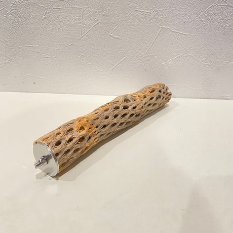 カクタスパーチ⑪ 直径約4cm/長さ25cm